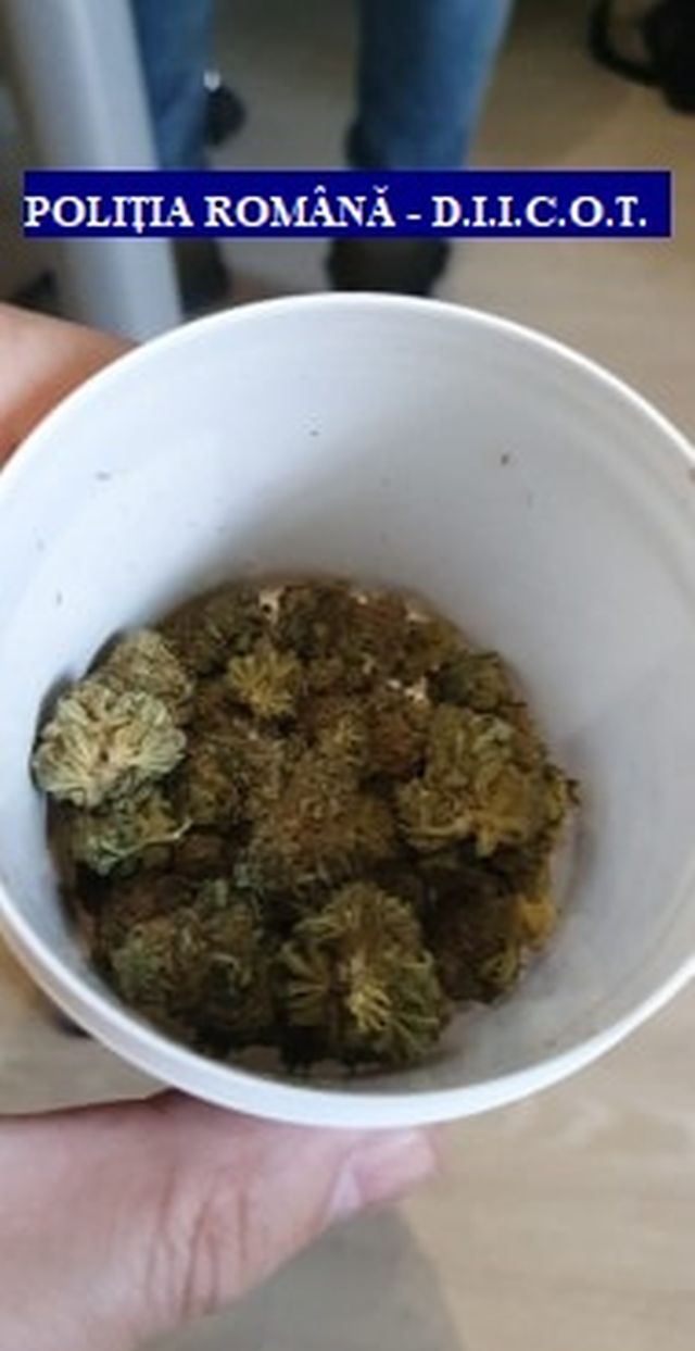 Cannabis la tejghea! Polițiștii au percheziționat un magazin din Oradea