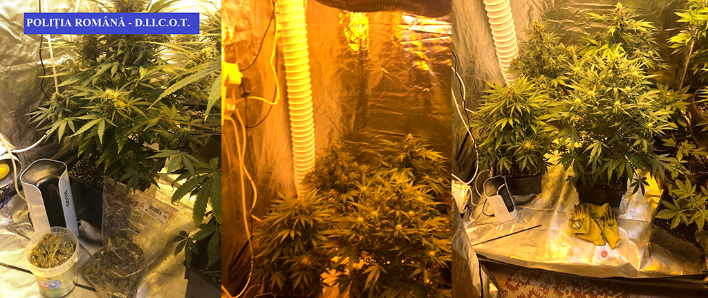 Satu Mare: cultiva cannabis în apartament