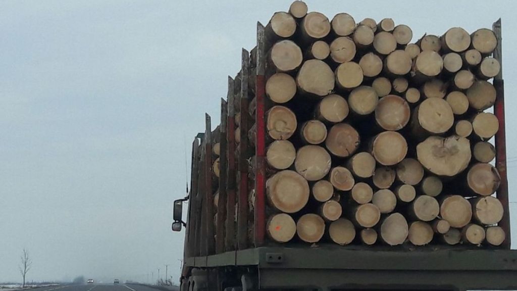 S-a crezut șmecher, dar nu i-a mers ! Fura lemne cu camionul