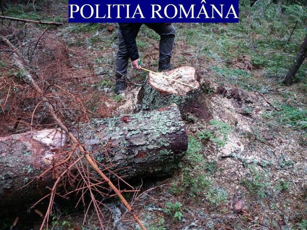 Hoția e boală grea! Nu trece nici în vreme de epidemie