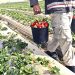 Vor putrezi produsele agricole în câmp?