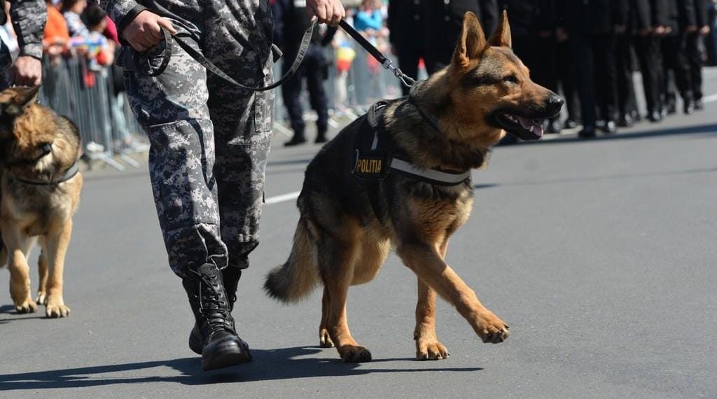 Un câine polițist a salvat viața unei femei rătăcite. A găsit-o în toiul nopții, culcată într-un lan de grâu