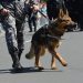 Un câine polițist a salvat viața unei femei rătăcite. A găsit-o în toiul nopții, culcată într-un lan de grâu