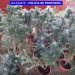Au cumpărat o casă pentru a cultiva cannabis