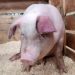 266 de focare de pestă porcină africană, în 23 de judeţe. Un focar nou a fost descoperit în Bihor