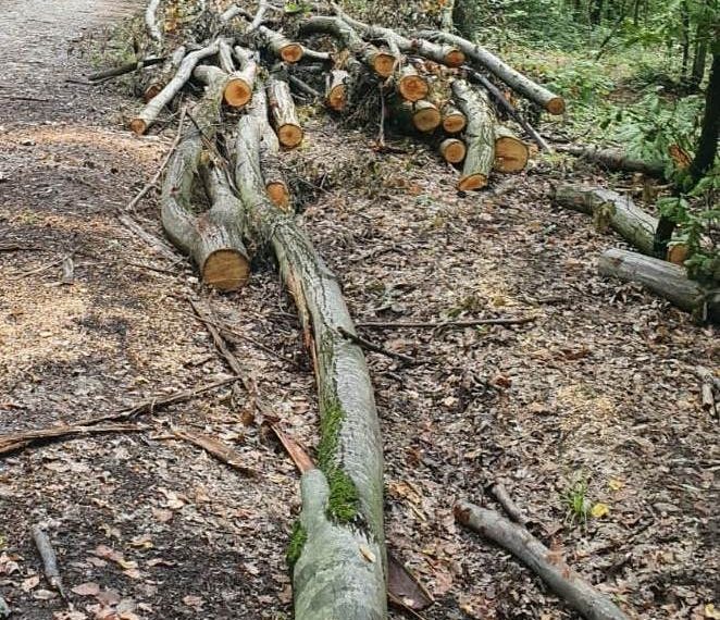 100 de metri cubi de lemne, fără documente, confiscate de polițiștii de la o firmă din Bihor