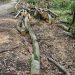 100 de metri cubi de lemne, fără documente, confiscate de polițiștii de la o firmă din Bihor