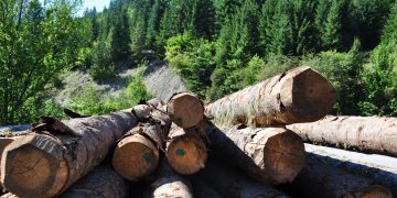 În timp ce păduri cât trei stadioane sunt tăiate ilegal, în fiecare oră, în România, Poliția a confiscat în acest an 51.000 mc de lemn fără acte