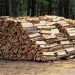 350 de metri cubi de lemn, vânduți FĂRĂ ACTE de o firmă din Bihor