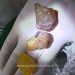 Captură URIAȘĂ | 250 de kilograme de pietre SEMIPREȚIOASE, descoperite în mașina unui ucrainean, după o urmărire cu polițiștii de frontieră