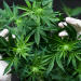 Hotărâre ISTORICĂ | ONU a recunoscut proprietățile medicinale ale CANNABISULUI