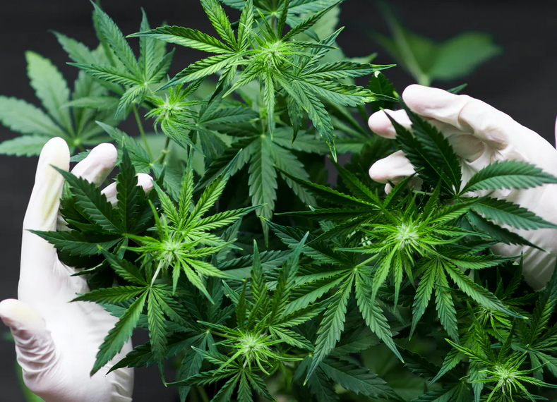 Hotărâre ISTORICĂ | ONU a recunoscut proprietățile medicinale ale CANNABISULUI