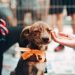 86 de medici veterinari vor fi angajați la Poliția Animalelor