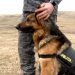 Peste 130 de candidați înscriși pentru cele 6 posturi de la Poliția Animalelor în Bihor
