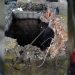 Ucigași de câini, reținuți de Poliție | Au ucis și aruncat într-un bazin de beton trei animale