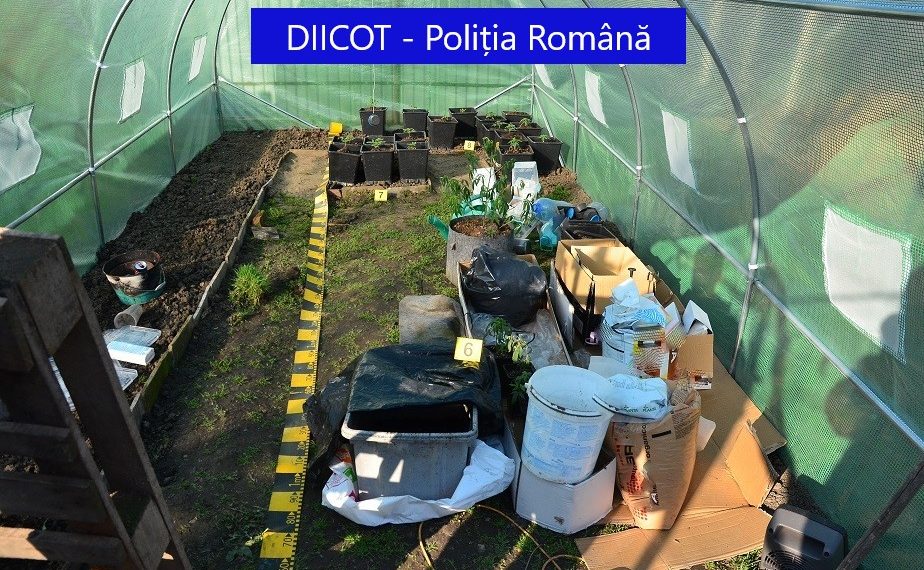 Un dealer care cultiva cannabis în două corturi a fost ARESTAT | Și-a adus droguri de mare risc din Olanda