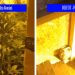 Percheziții la un traficant care distribuia droguri în Satu Mare | O cultură de cannabis, descoperită într-un subsol