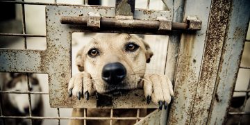 Abuzurile împotriva animalelor, investigate de orice polițist