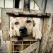 Abuzurile împotriva animalelor, investigate de orice polițist