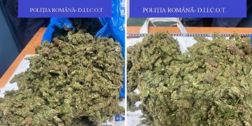 Doi suspecți, reținuți de DIICOT pentru trafic de droguri | Voiau să vândă 2,5 kilograme de cannabis