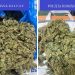 Doi suspecți, reținuți de DIICOT pentru trafic de droguri | Voiau să vândă 2,5 kilograme de cannabis