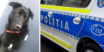 Bihorean reținut după ce ar fi ucis cățelușa unui vecin | ”Negruța” a murit după ce a fost lovită violent în cap