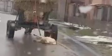 VIDEO. Barbarie fără margini într-un sat din Bihor | Un bărbat și-a legat câinele de căruță și l-a târât pe drum până l-a ucis
