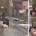 VIDEO. Barbarie fără margini într-un sat din Bihor | Un bărbat și-a legat câinele de căruță și l-a târât pe drum până l-a ucis