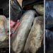 Flagrant delict cu droguri, în Salonta | Un bihorean și doi sătmăreni, prinși în timp ce transportau peste 4 kilograme de cannabis adus ilegal din străinătate