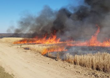 Cadavrul carbonizat al unui bărbat, găsit pe un câmp din Bihor | 10 hectare au fost cuprinse de un incendiu de vegetație uscată
