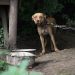 Pedepse mai mari pentru cei ce bat, maltratează sau omoară animale | Proiectul merge la promulgare