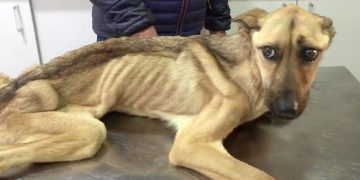 Doi tineri din Bihor, acuzați că au schingiuit 12 câini | Alături de animalele înfometate a fost găsit cadavrul unui alt câine