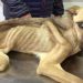 Doi tineri din Bihor, acuzați că au schingiuit 12 câini | Alături de animalele înfometate a fost găsit cadavrul unui alt câine