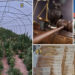 DIICOT a convins Curtea de Apel | Cei patru tineri acuzați că au cultivat mii de plante de canabis într-un sat din Bihor au fost arestați. Inițial, Tribunalul a respins cererea procurorilor