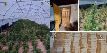 VIDEO. Mii de plante de cannabis, crescute în solarii uriașe, amenajate într-o zonă izolată din Bihor | Patru persoane au fost reținute de DIICOT Oradea