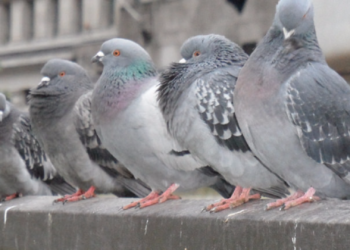 Amendă pentru tulburarea liniștii publice, din cauza unui aparat antiporumbei | Instanța a anulat sancțiunea, invocând ”percepția diferită a unor persoane”