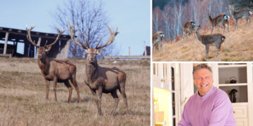 Un austriac care a amenajat prima fermă de bizoni din România deschide în Bihor, la Șinteu, un parc zoo pe 70 de hectare