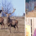 Un austriac care a amenajat prima fermă de bizoni din România deschide în Bihor, la Șinteu, un parc zoo pe 70 de hectare