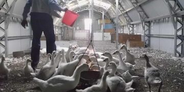 Pericol la granița cu Ungaria | Focar de gripă aviară la o fermă de gâște din Bekes