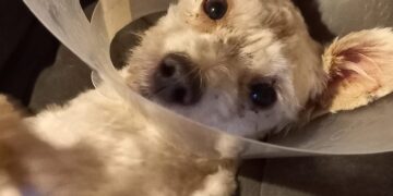 Scandal la ușa “lagărului cățeilor” | Acces interzis voluntarilor care au dus mâncare animalelor