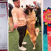 Yokó, un câine din rasa Akita American și al cărui stăpân este un bihorean, face senzație la concursurile de frumusețe | A devenit campion în Macedonia și Muntenegru