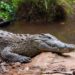 Paleontologul și cercetătorul orădean Márton Venczel a descoperit un nou grup de crocodili pe baza dinţilor proveniţi din rocile de la Turnu Roşu
