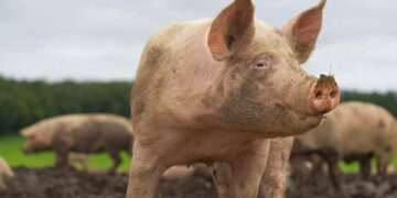 Țăranii nu vor mai avea voie să aibă câți porci vor în propria gospodărie! Guvernul vrea să le interzică și deținerea de masculi necastrați mai mari de 4 luni