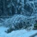 Arbori căzuți pe drumurile dintre Cărpinet și Izbuc, la Budureasa și Peștiș