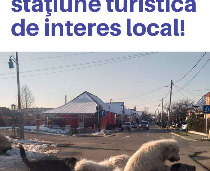 Haite de câini împânzesc Beiușul. Unii își fac cartier în zona complexului comercial