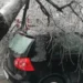 Un copac a căzut peste o mașină aflată în trafic. Un băiat de 14 ani a murit. Bihorul, pe lista intervențiilor IGSU