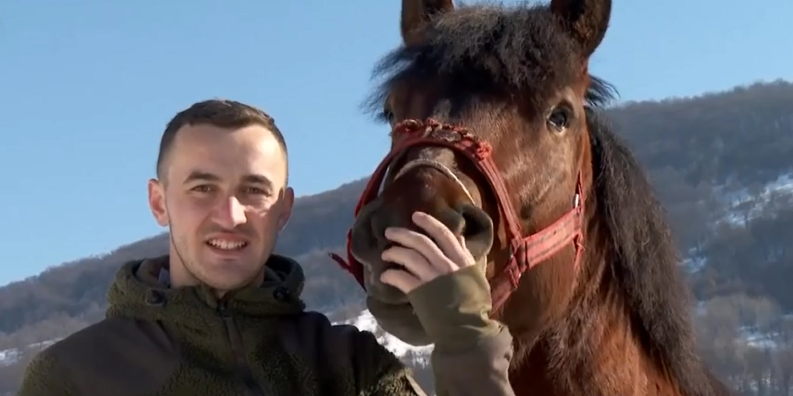 VIDEO. Doi frați din Roșia cresc, într-o herghelie, printre cei mai frumoși cai din țară. Frații Bolojan, de la agricultură cu cai, la cai de rasă