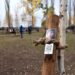 Copaci care spun poveștile celor care nu mai sunt. Fundația unei vedete TV se implică în realizarea unei amenajări peisagistice în Nufărul. Bihorenii pot planta în memoria celor dragi și primesc un cod QR