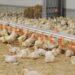Plăți compensatorii pentru crescătorii de porci și păsări