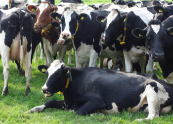 Ajutor de stat pentru crescătorii de bovine: pierderile din anul trecut vor fi compensate parţial din bugetul central